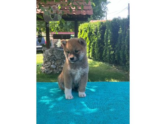 Κουτάβια Shiba Inu